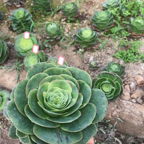 帕尔玛一棵多肉37