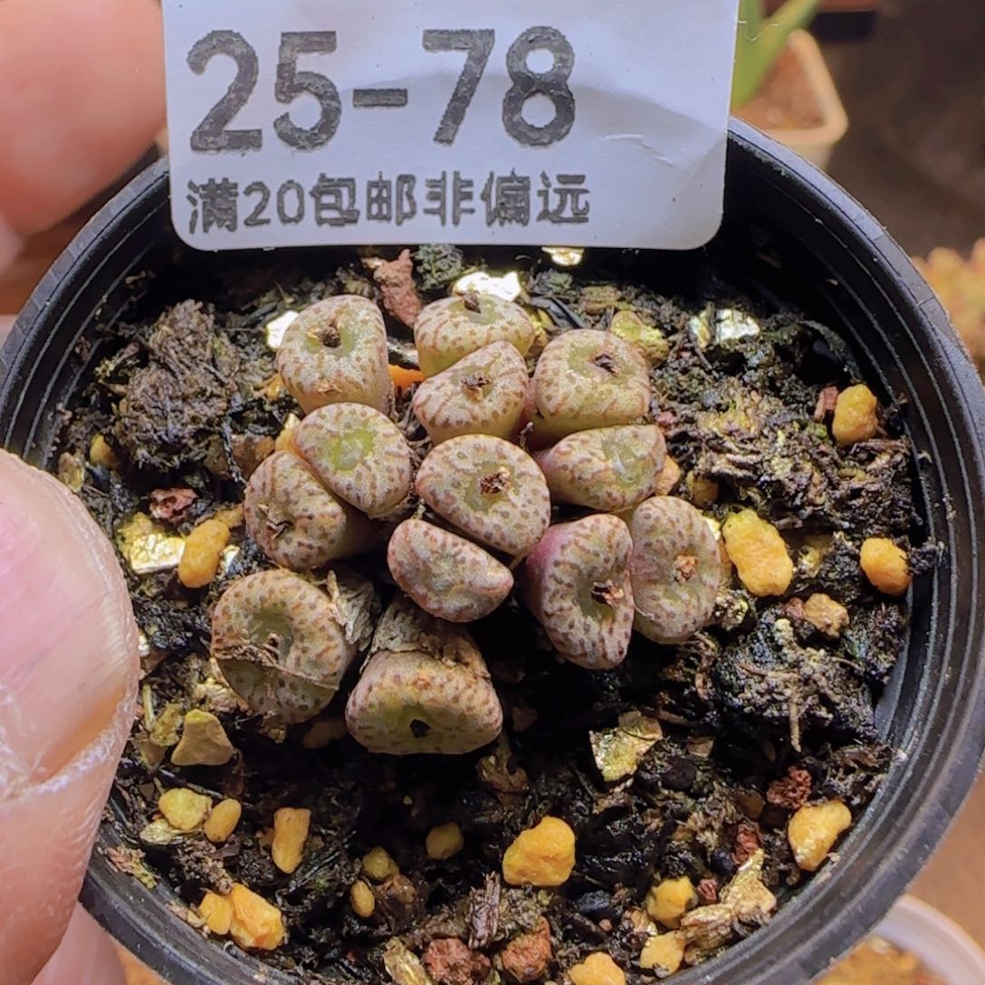 小S带盆土发货。             