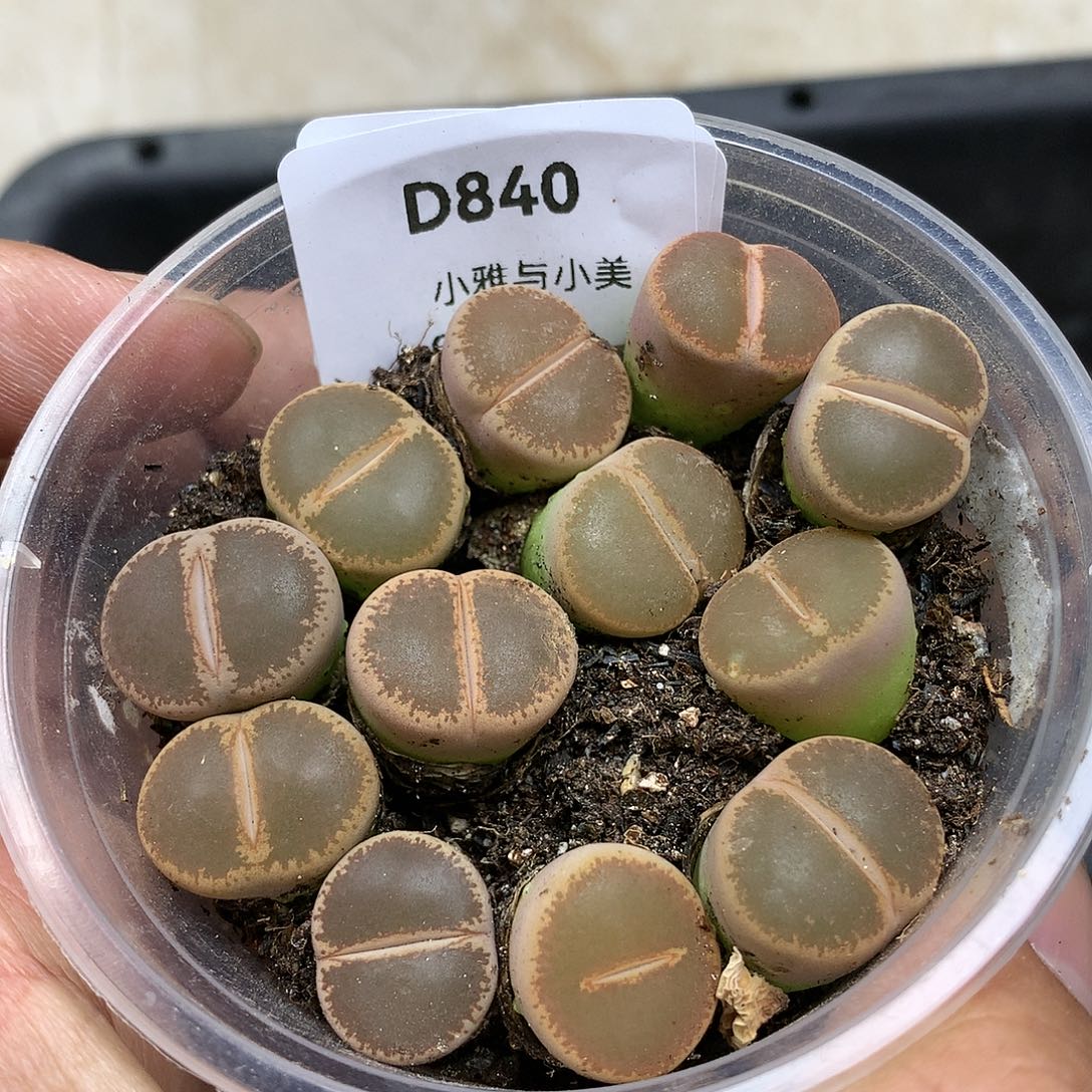 D840多肉植物保护