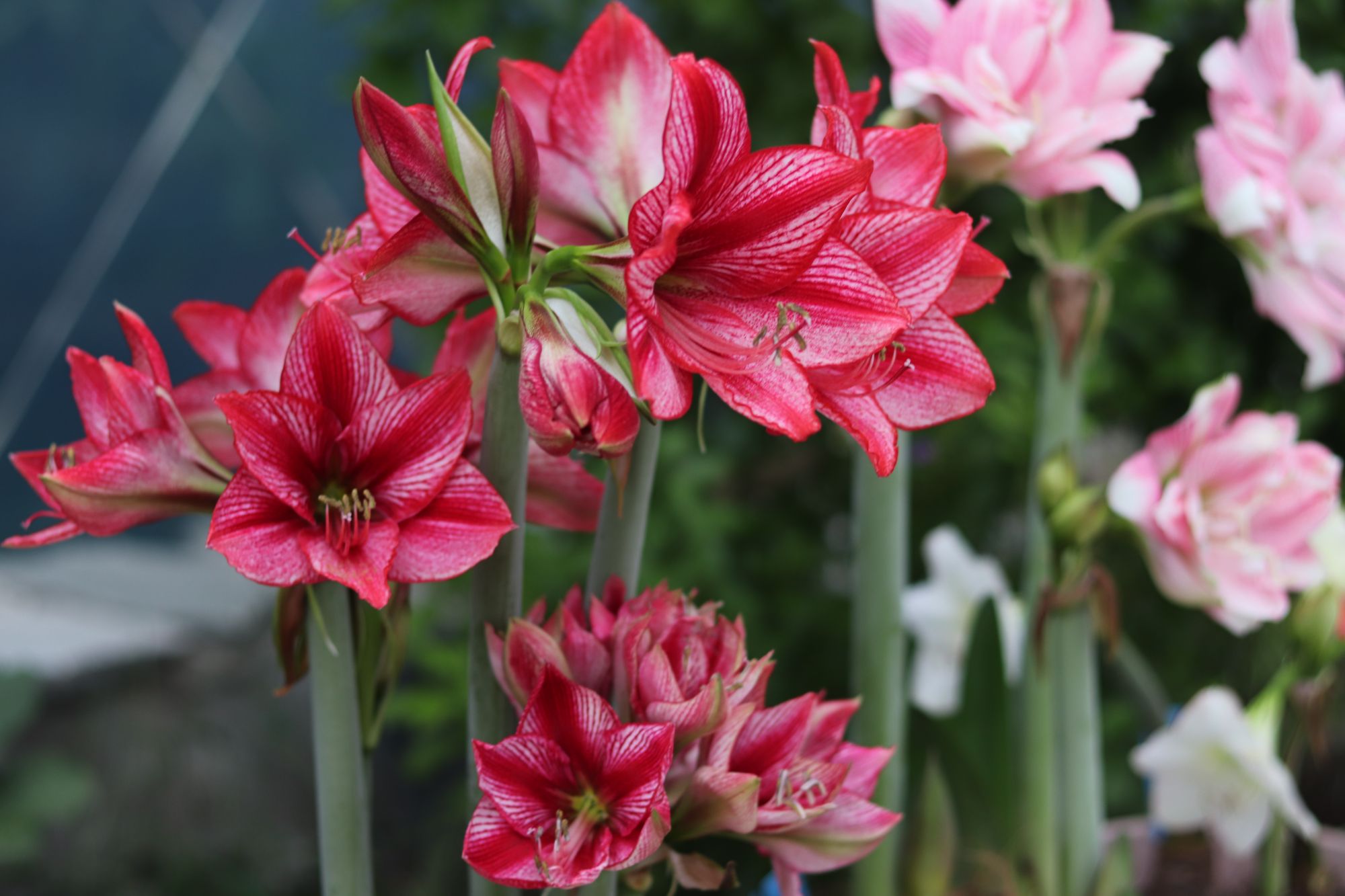 悠暖花开【秘鲁进口朱顶红：启示录】种球球根植物花卉好养活