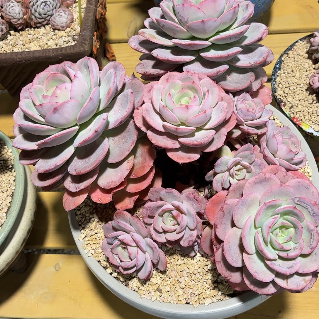 寄养链接的肉肉的肉肉