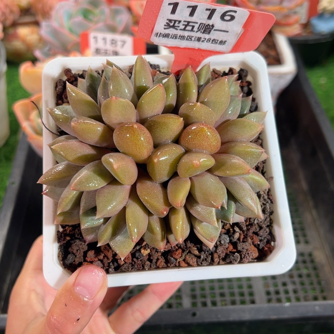 表妹精品多肉1116.