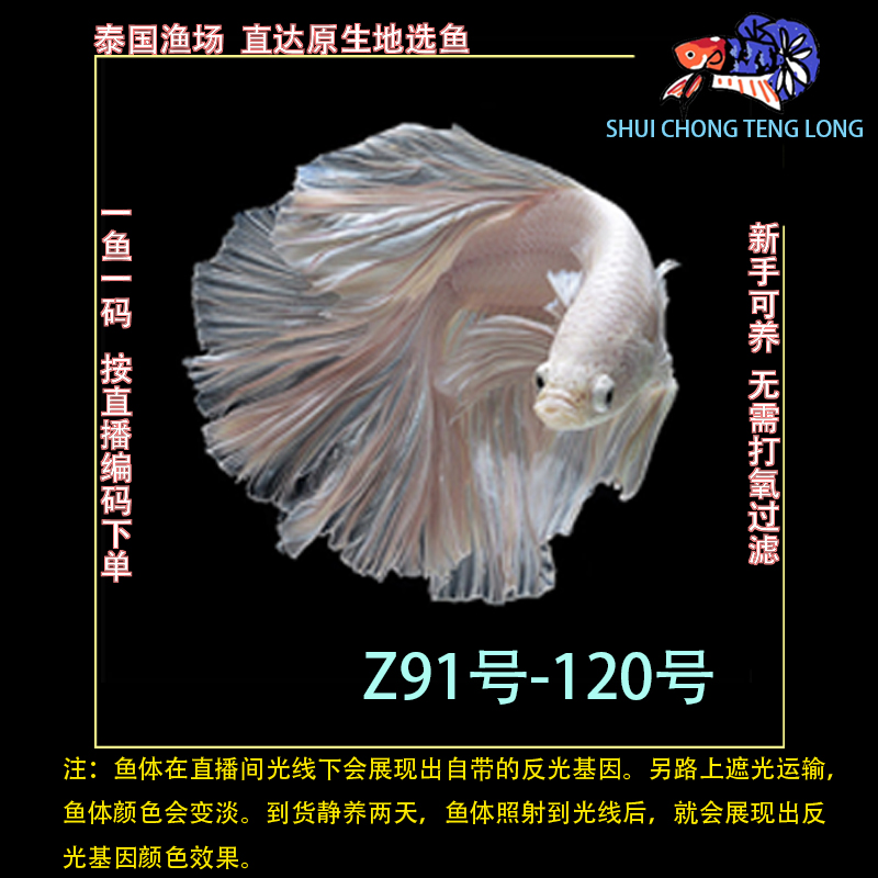 水宠腾隆Z91-120号泰国斗鱼星河糖果将军半月热带观赏鱼新手可养