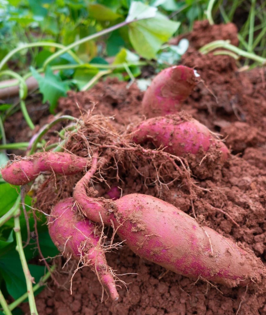 大同农家红薯 软糯香甜