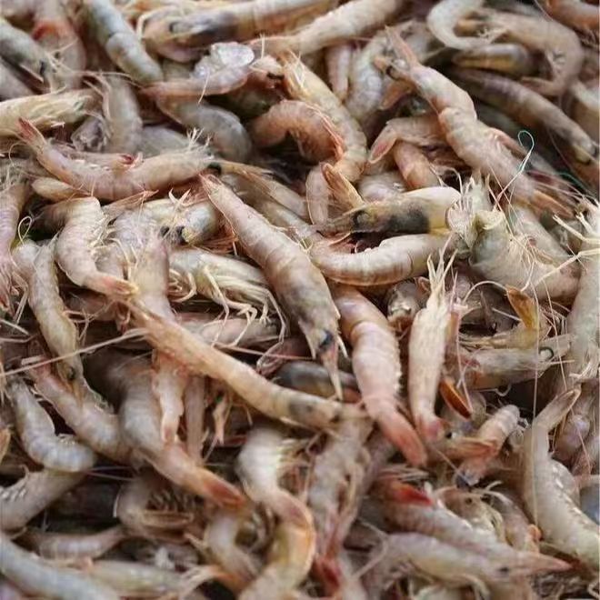 大连本地灯笼红虾（鹰抓虾），干冰发货，顺丰快递