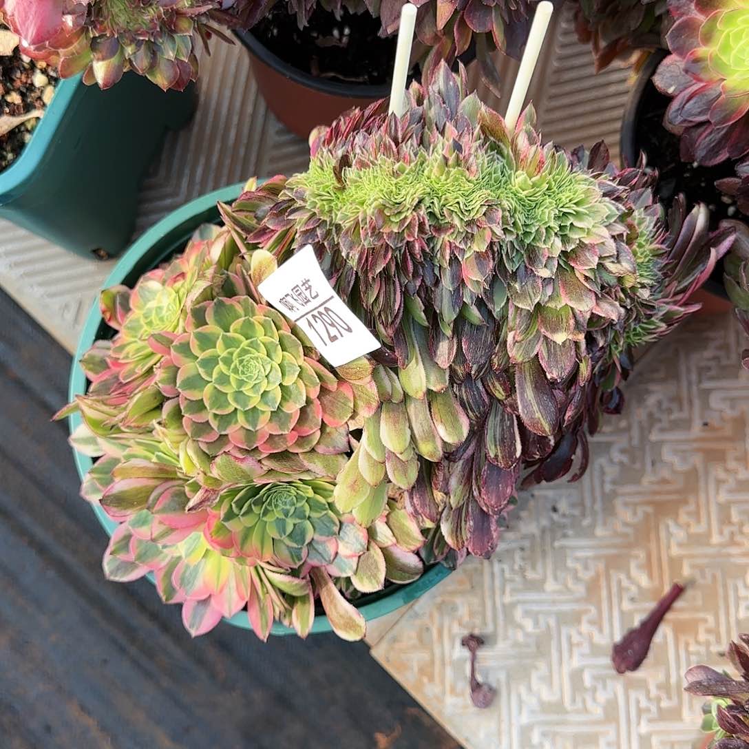 y****?1290多肉 粉体美姬换花鹤翎缀