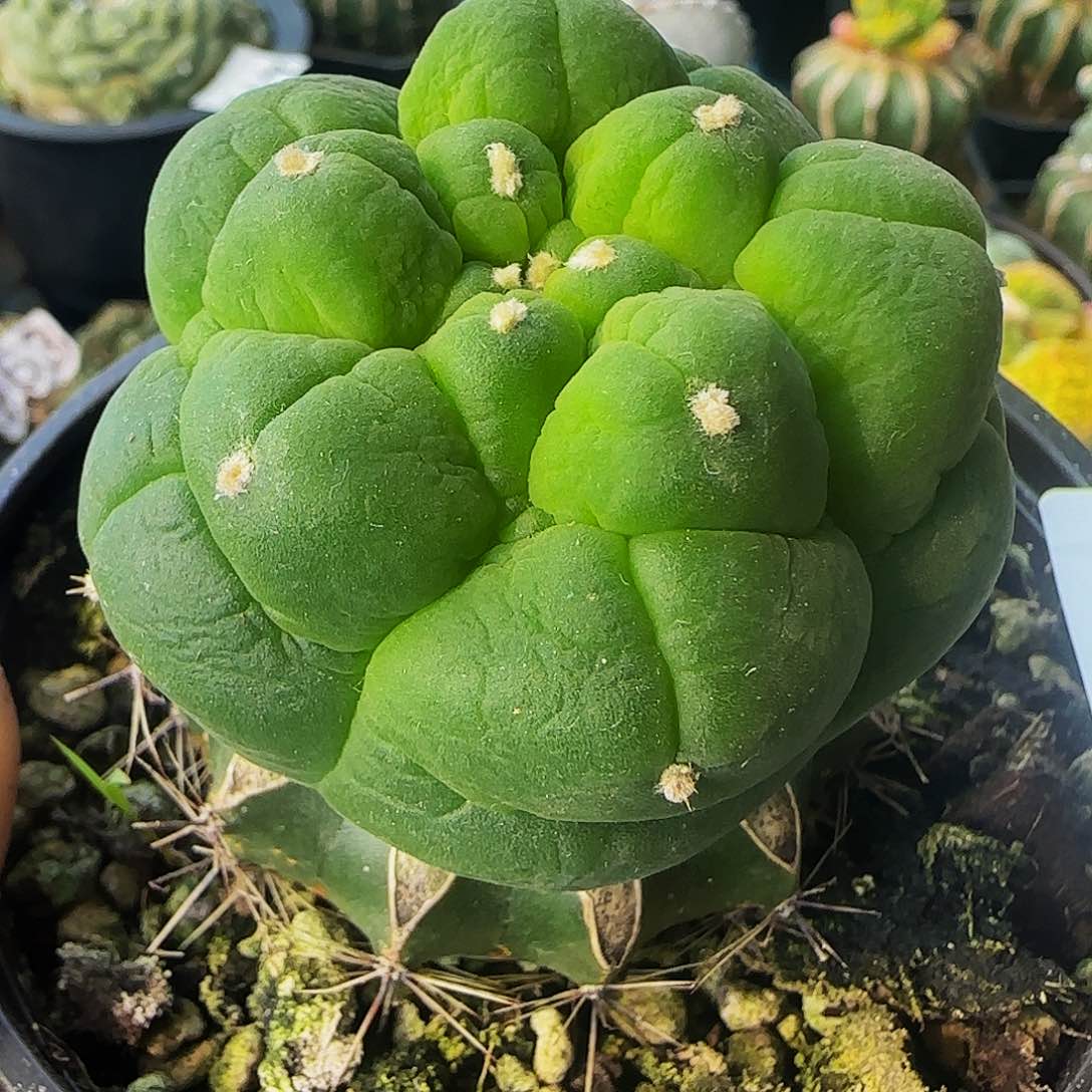 五棱大尤仙676仙人球