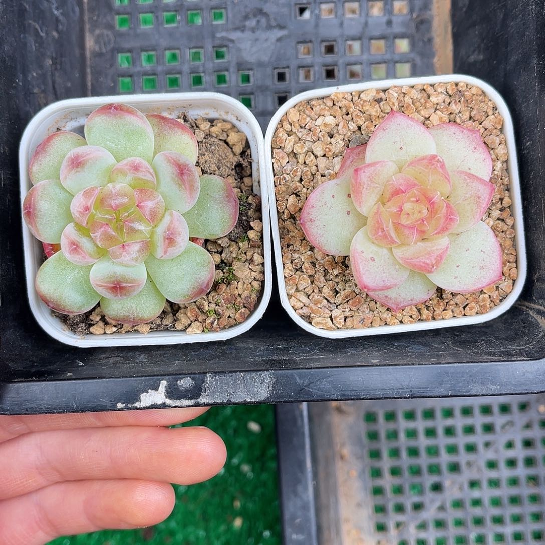 多肉一物一拍11-207