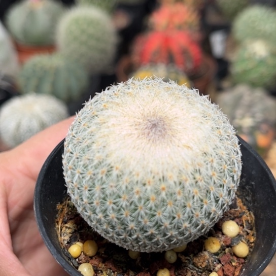 完全开放实生月世界