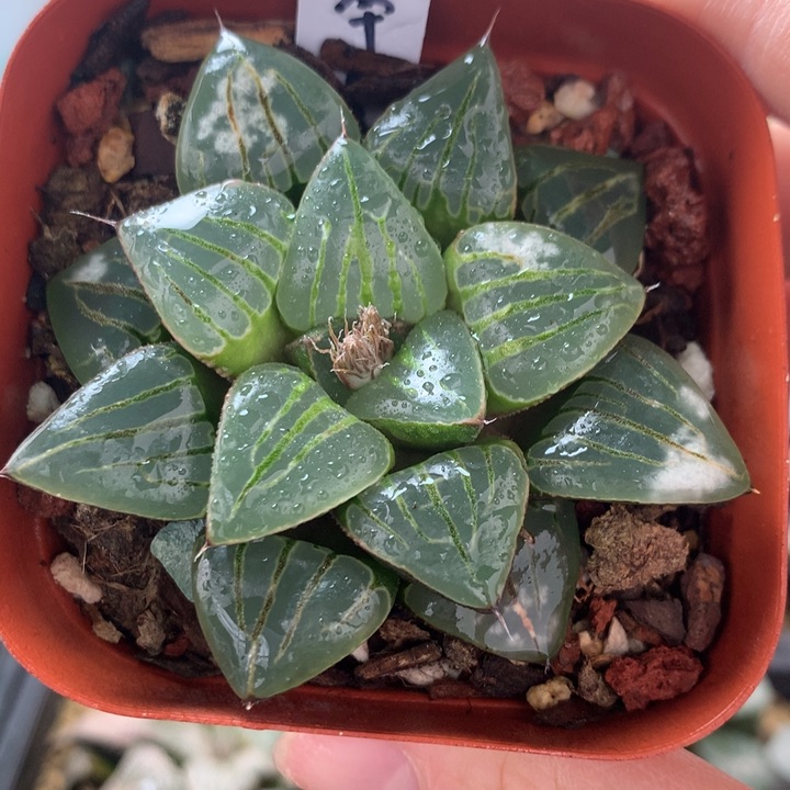 翠虎一物一拍带盆