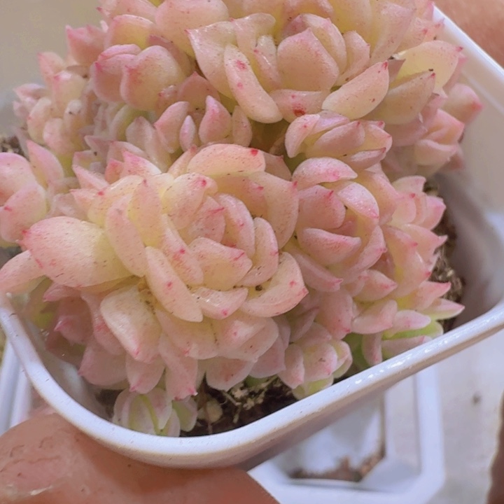 粉冰麦秆两盆一组福利