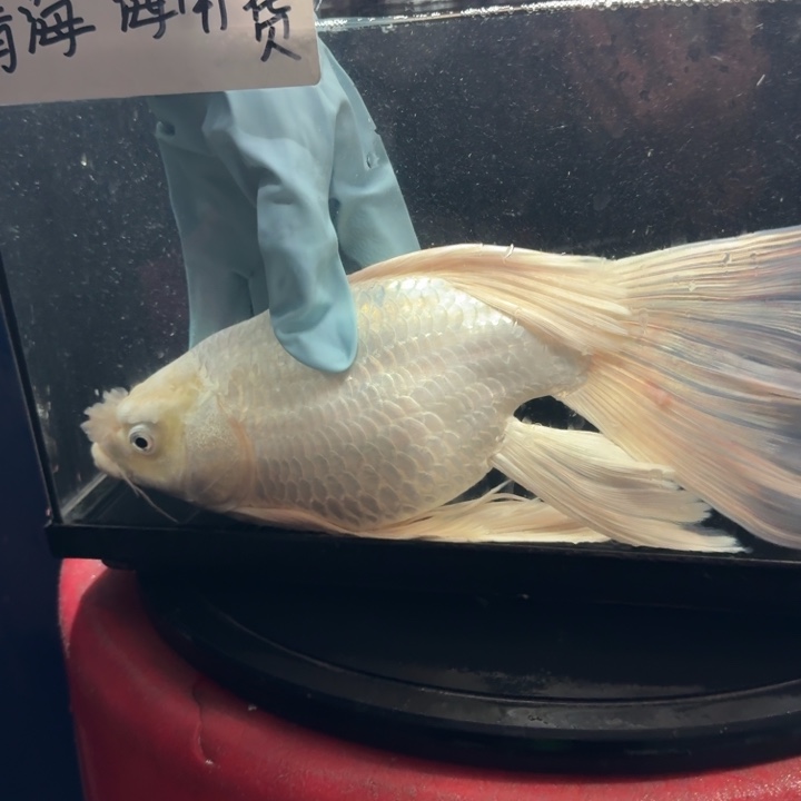 蝴蝶鲤鱼蝴蝶鲤68瑕疵