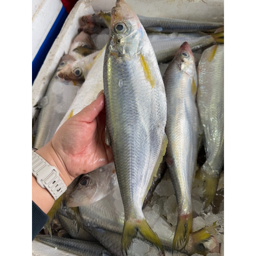 新鲜海鱼-曹白鱼-多骨鱼-清蒸鲜甜