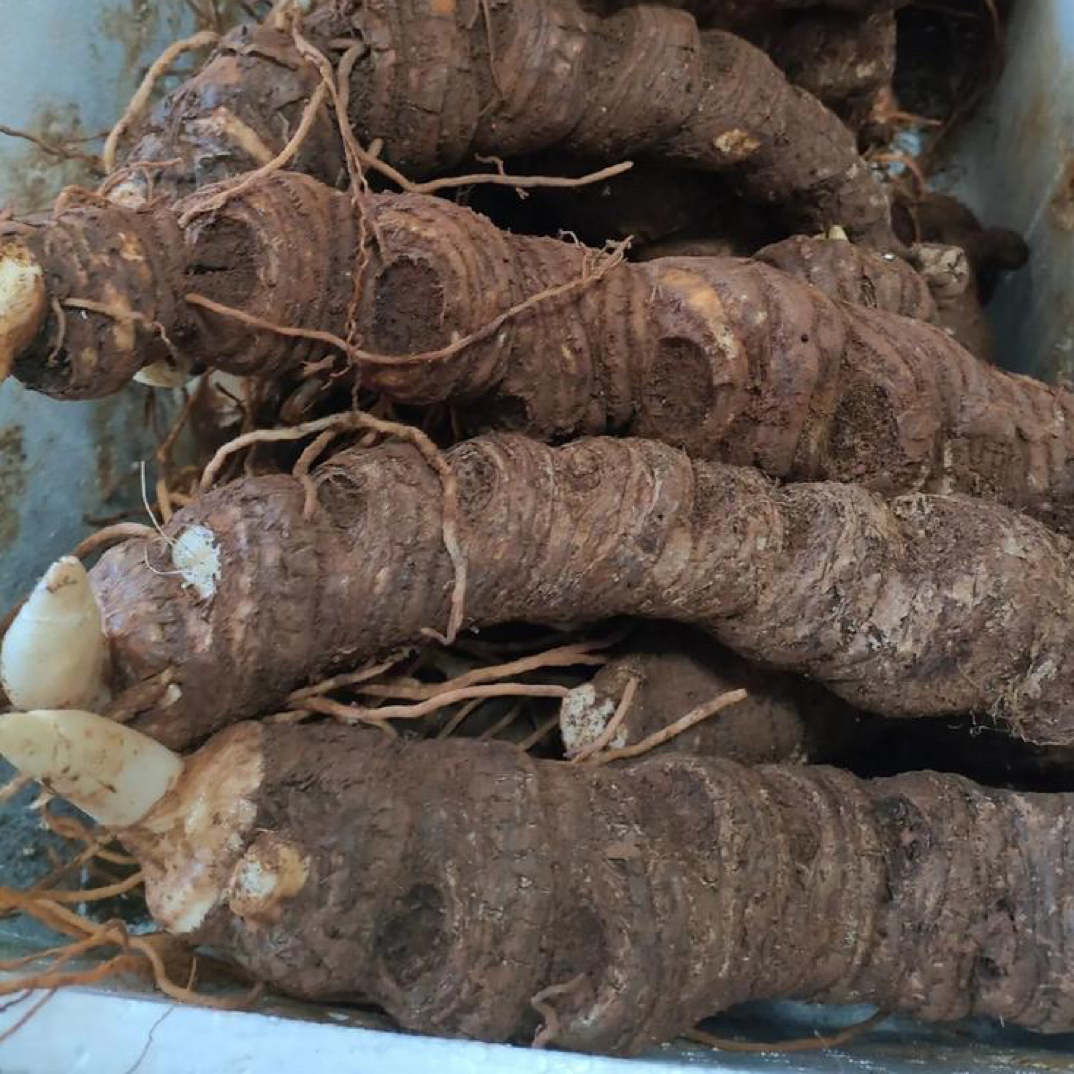 【七叶一枝花】云南基地直发 