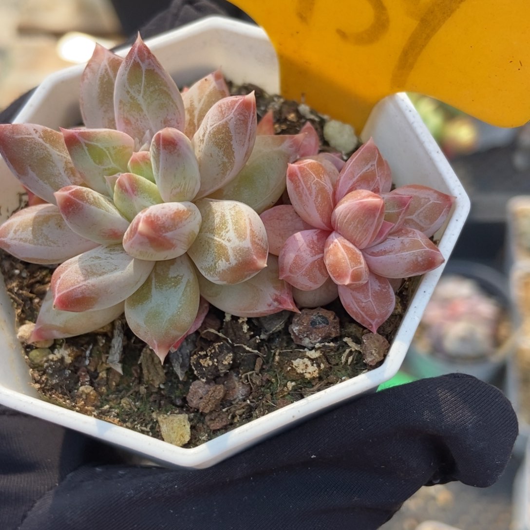 6139伊丽莎白多肉植物保护