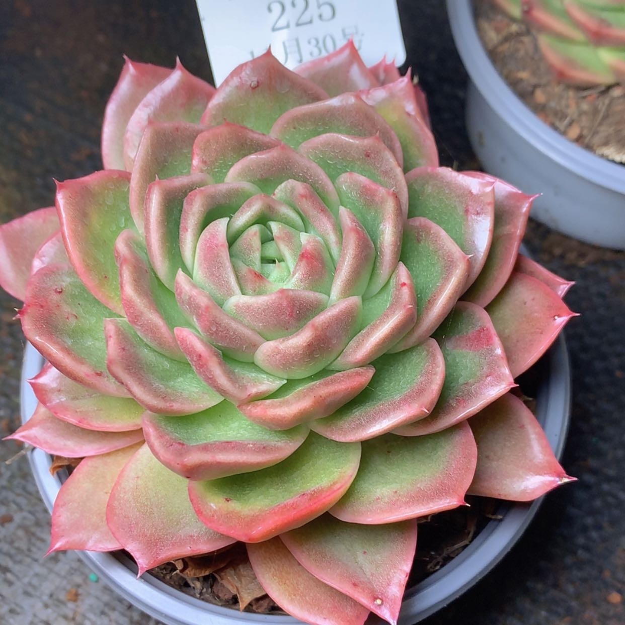 【闪购商品】云225号玉测12厘米