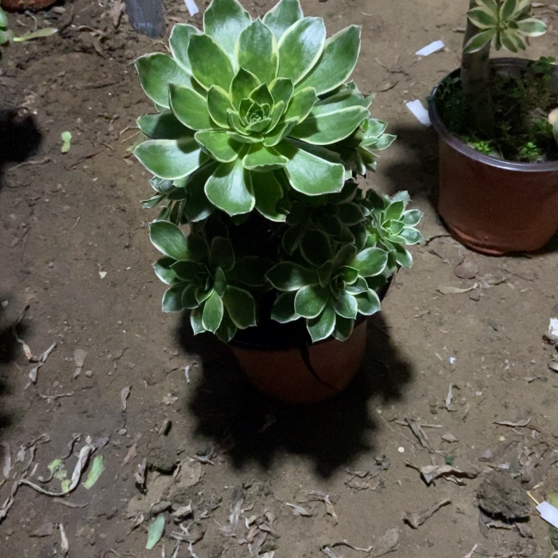 用***4无花朵2号链接大叶绿玫瑰景