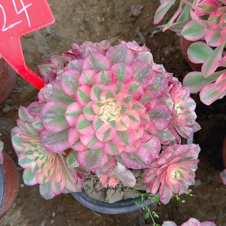 1-24荔枝多肉法师