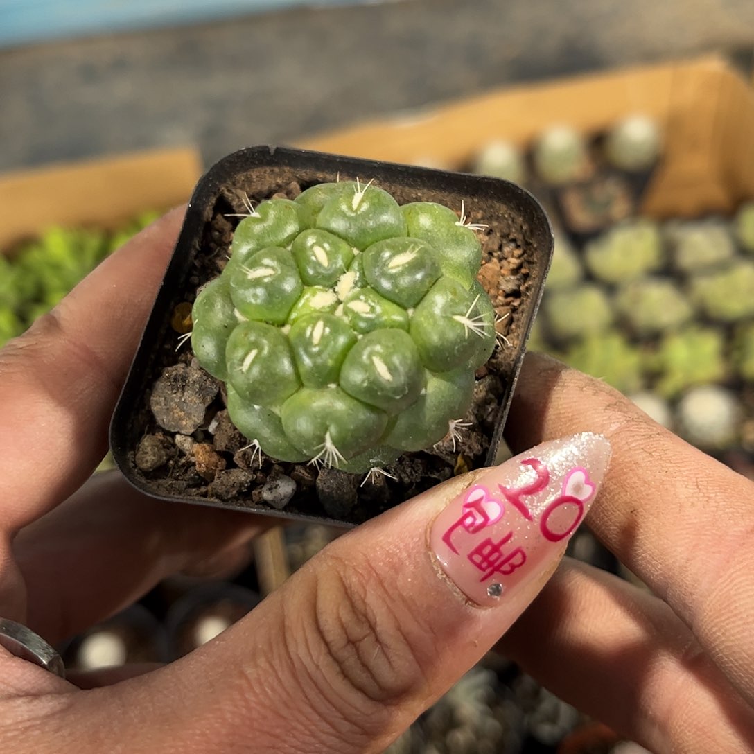 蜘蛛眼象牙单头发货有根