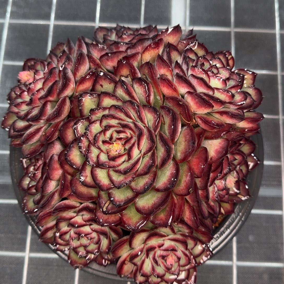 从前慢花园多肉精选肉酱玫瑰