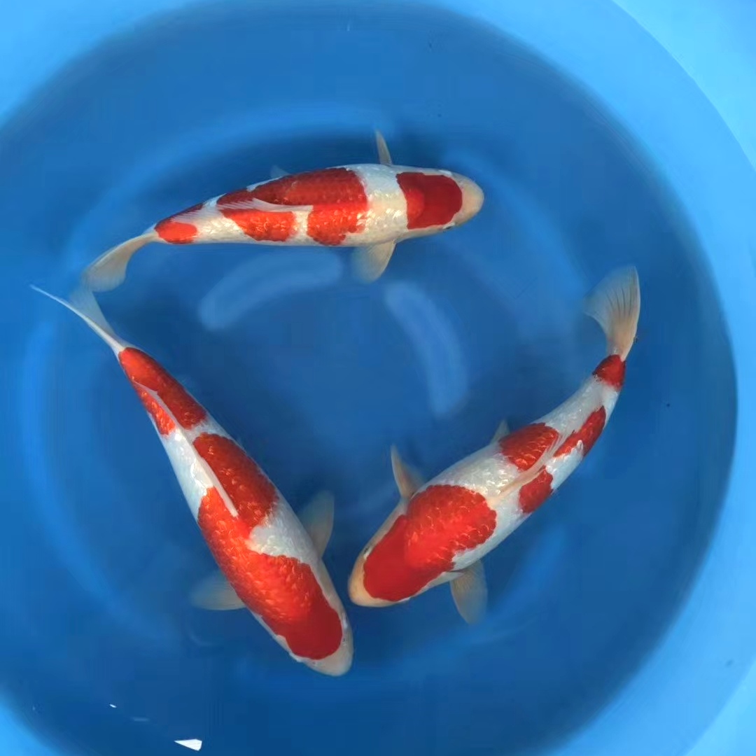 25-28cm商品锦鲤进口血统观赏鱼