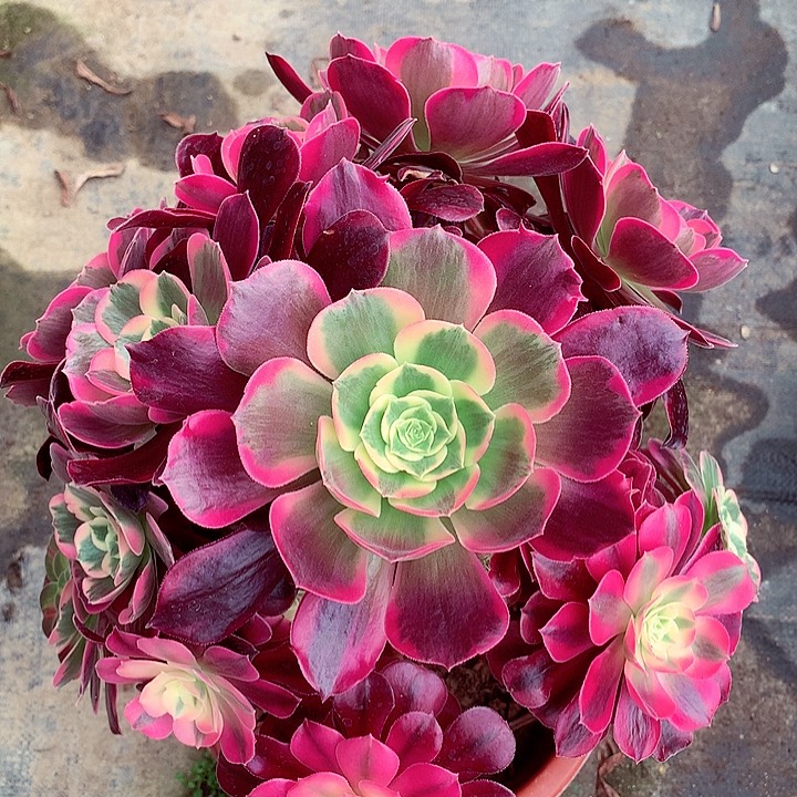 凤冠啊啊啊啊啊啊啊