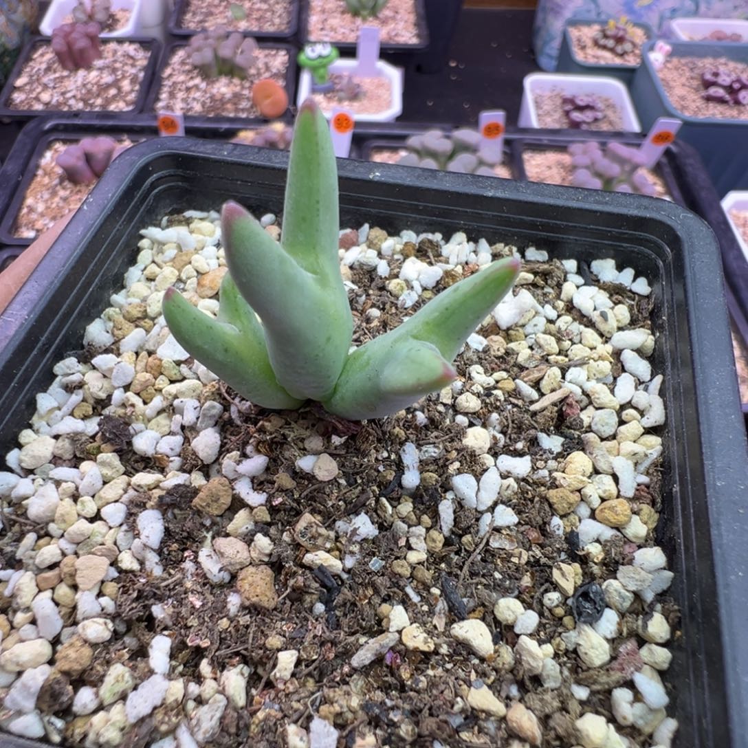 Sh458皮卡丘。。。。。。