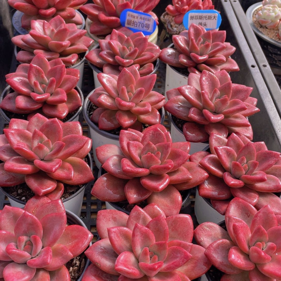 量拍70号 赫菲斯托大单头一个