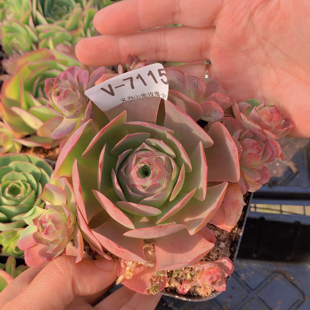 7115会掉侧芽可可西