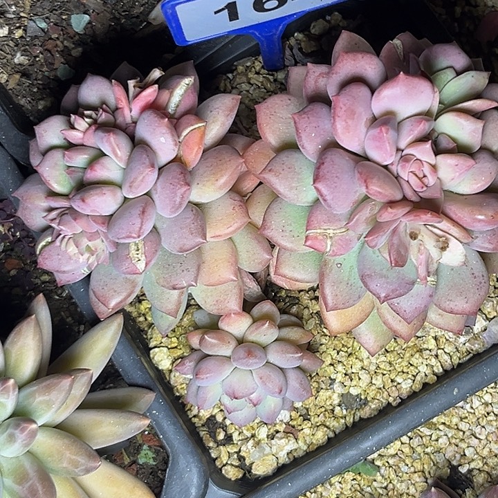 承***泽多肉植物白净美人164