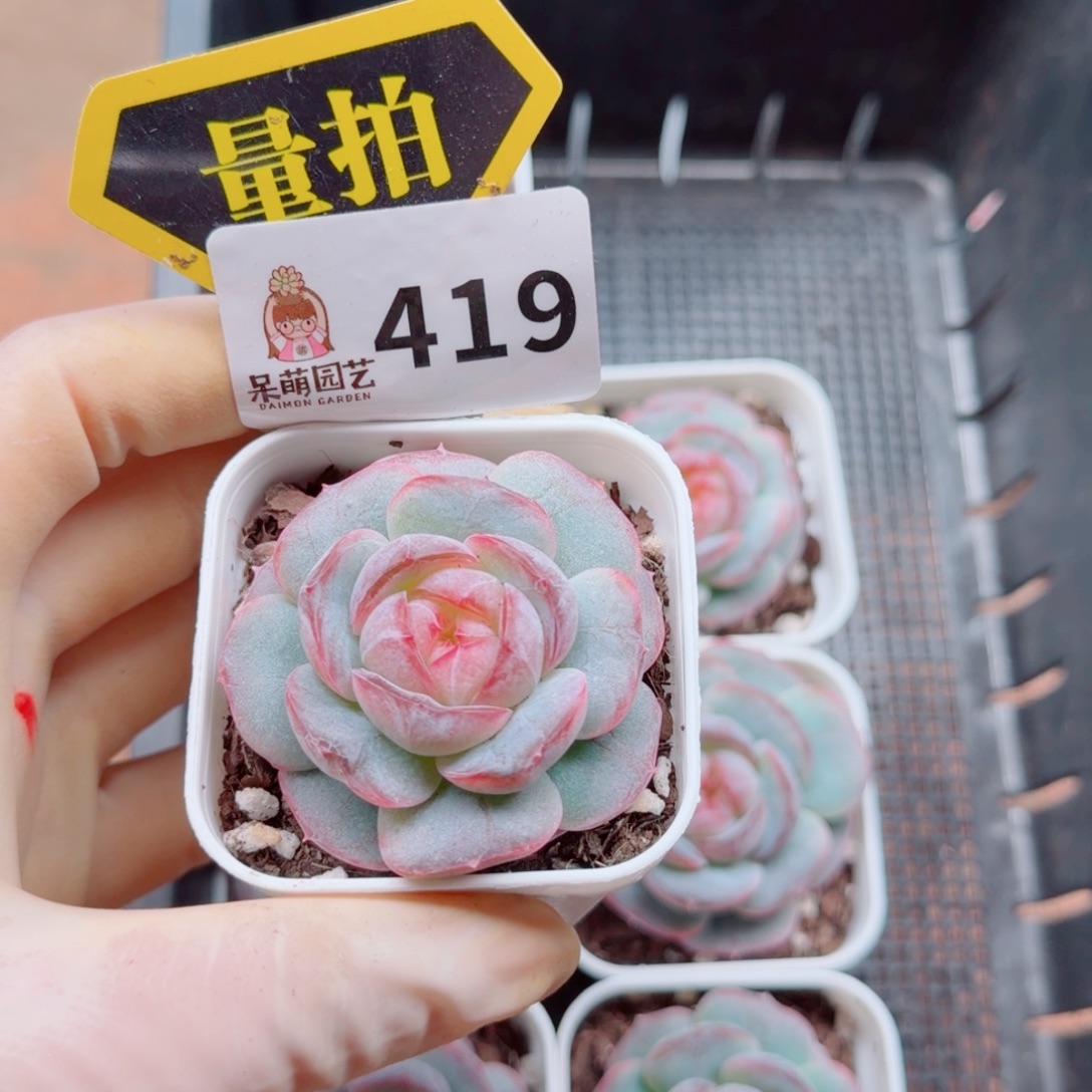 多肉植物多肉植物