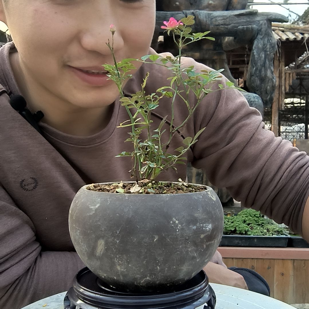 用****7小盆景小植物一物一拍145