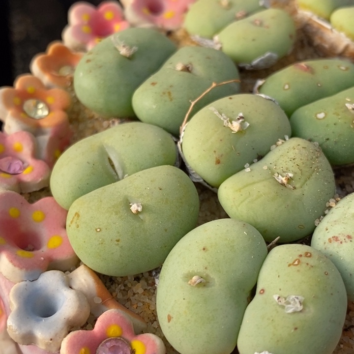 大型双头紫花饼一颗