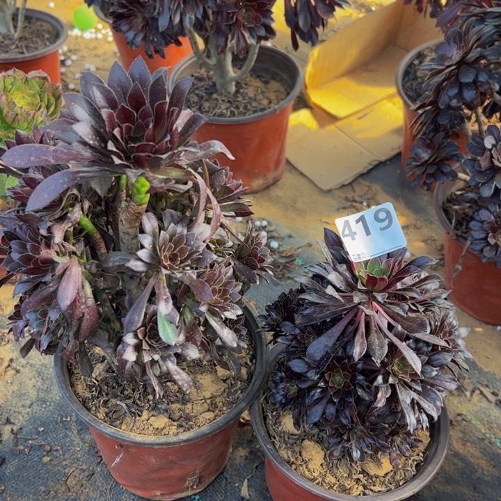 组合2颗多肉植物419
