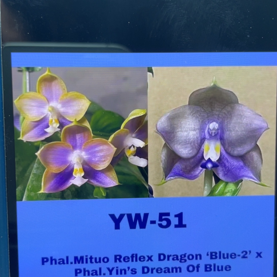 完全开放YW51，2.5杯苗1棵