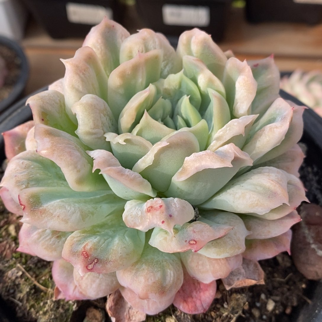 无**闲泡泡莎多肉植物