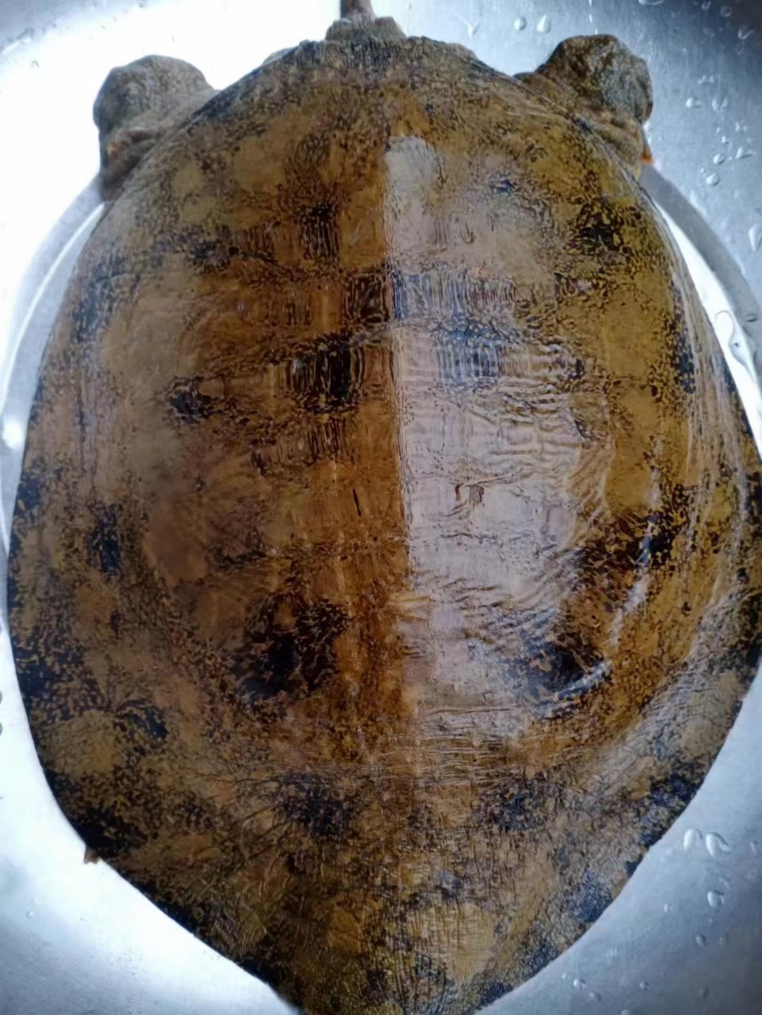 杜小杜河鲜（川江顶级圆盘，下单联系主播改价）