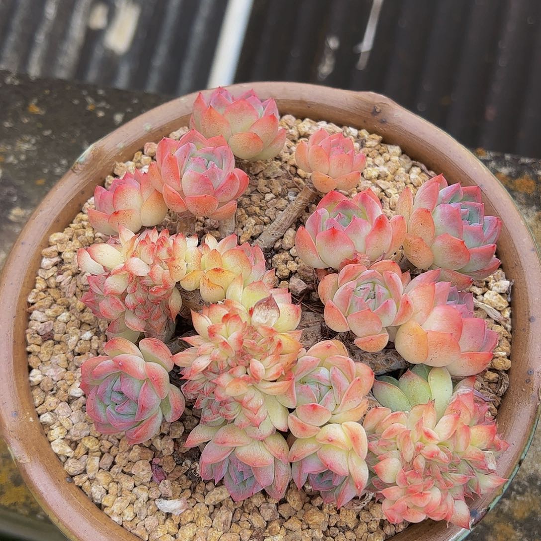 多肉植物保护研究所