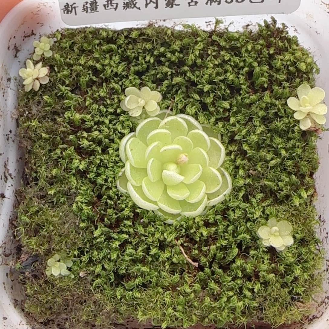 0614-246爱丽丝捕虫堇