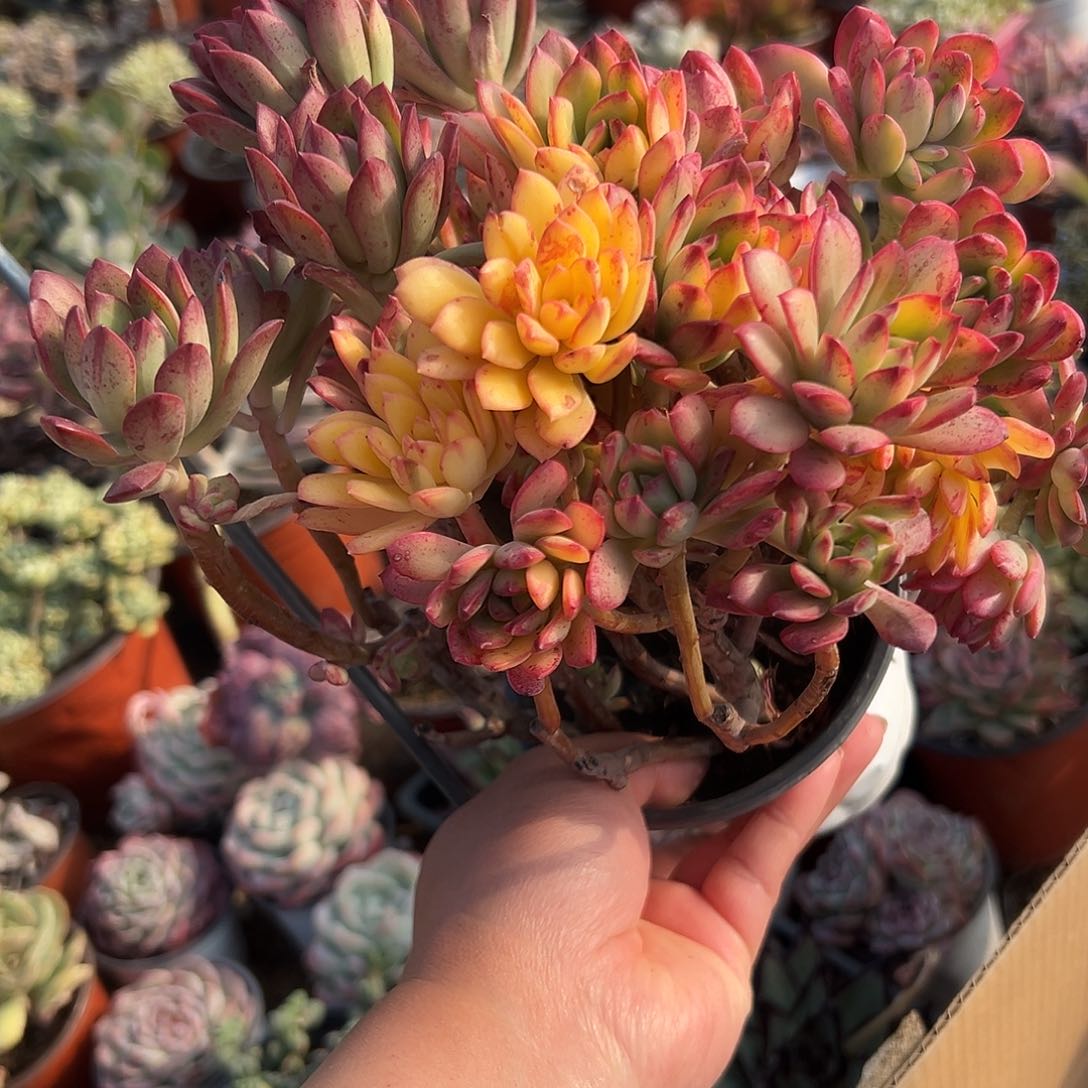 多肉植物定档锦群