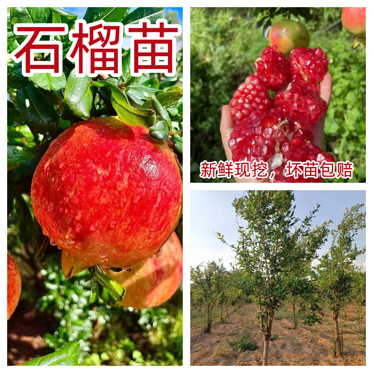 （特）优质石榴苗现挖现发精品别墅庭院对版苗南方北方盆栽地栽种植