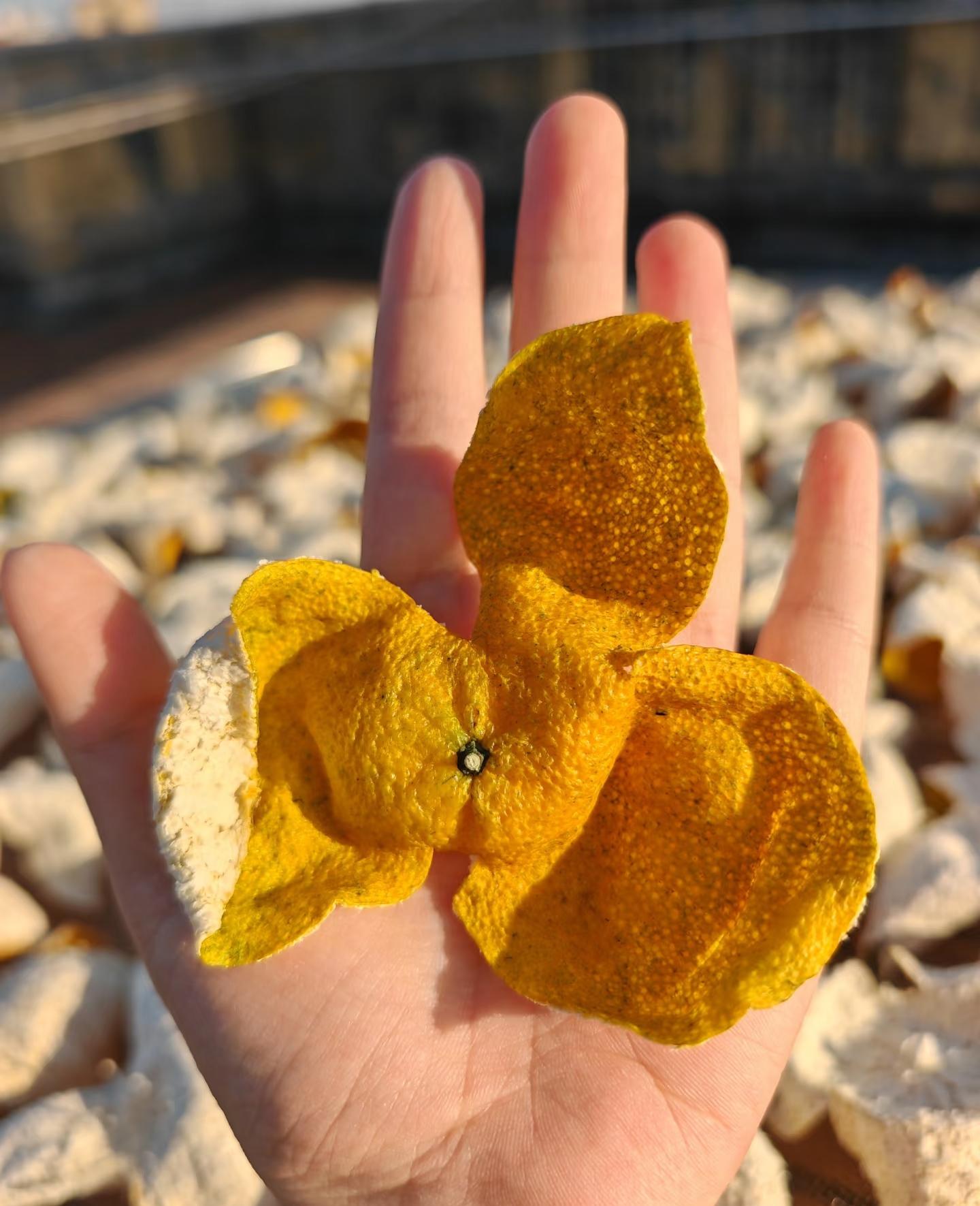 2025年梅江大红整皮断皮混发大概百分之30断皮