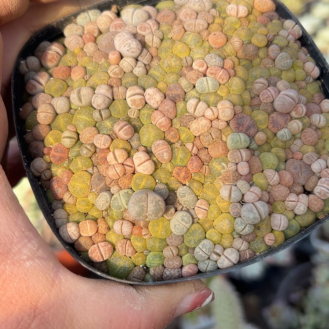 多肉植物生石花带盆