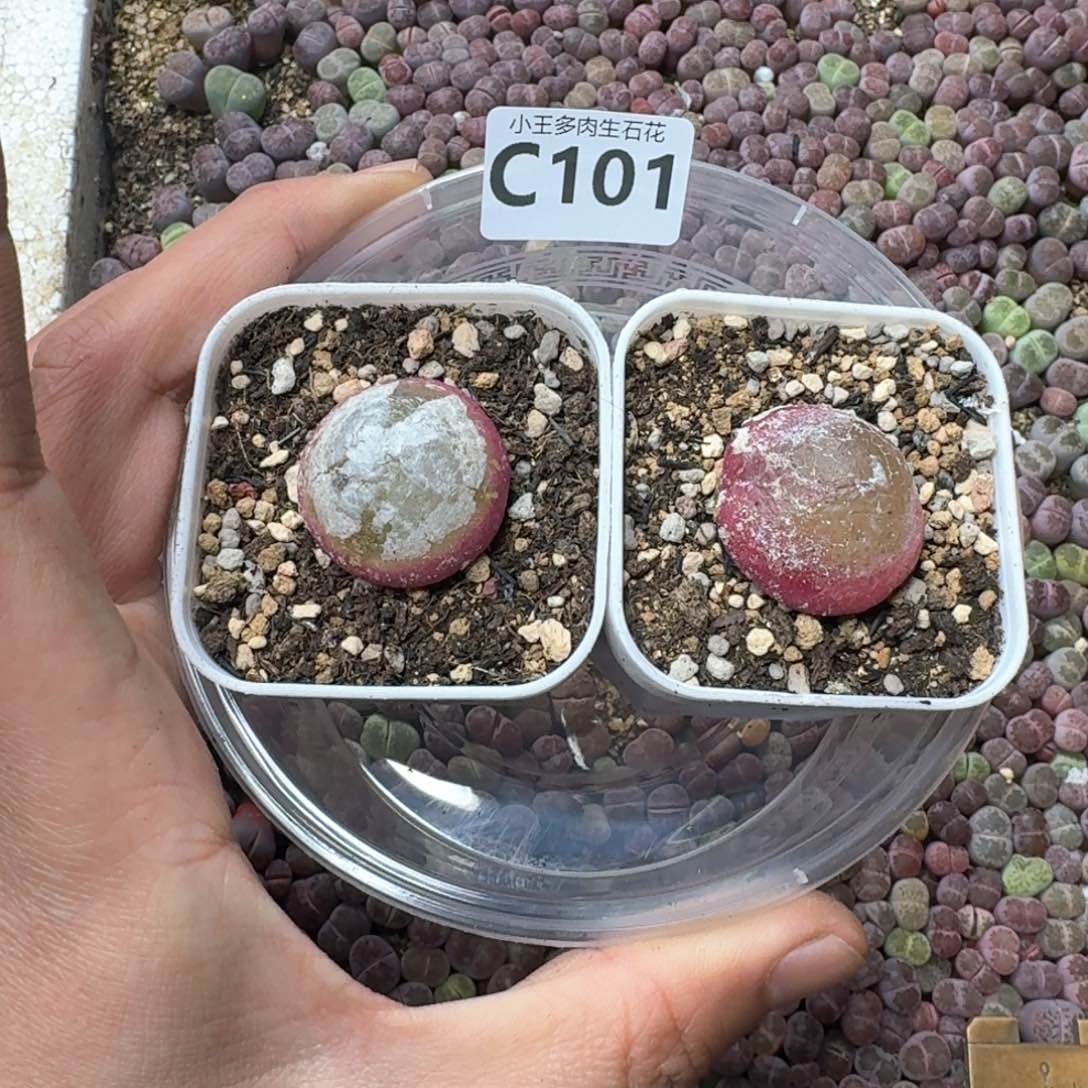 C101 灯泡两颗有瑕疵