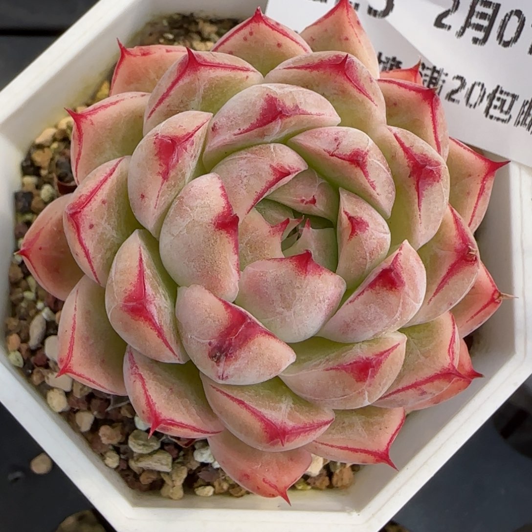 花语逸镜0201-223