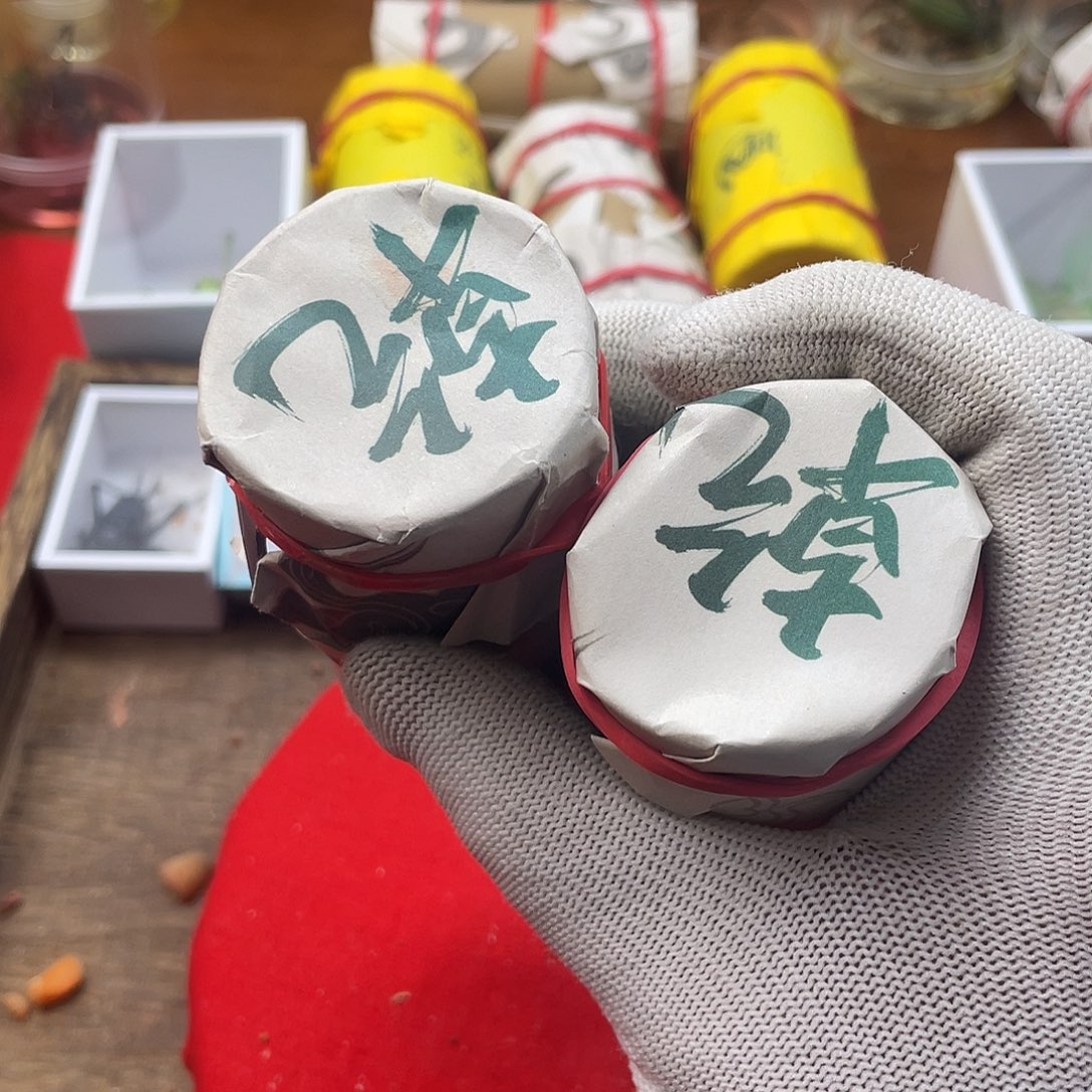 磊***售蟋蟀新的一年希望自己能有个好的开始