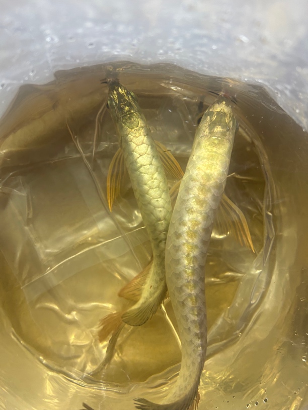 马来西亚金头过背古典过背金龙龙鱼活体