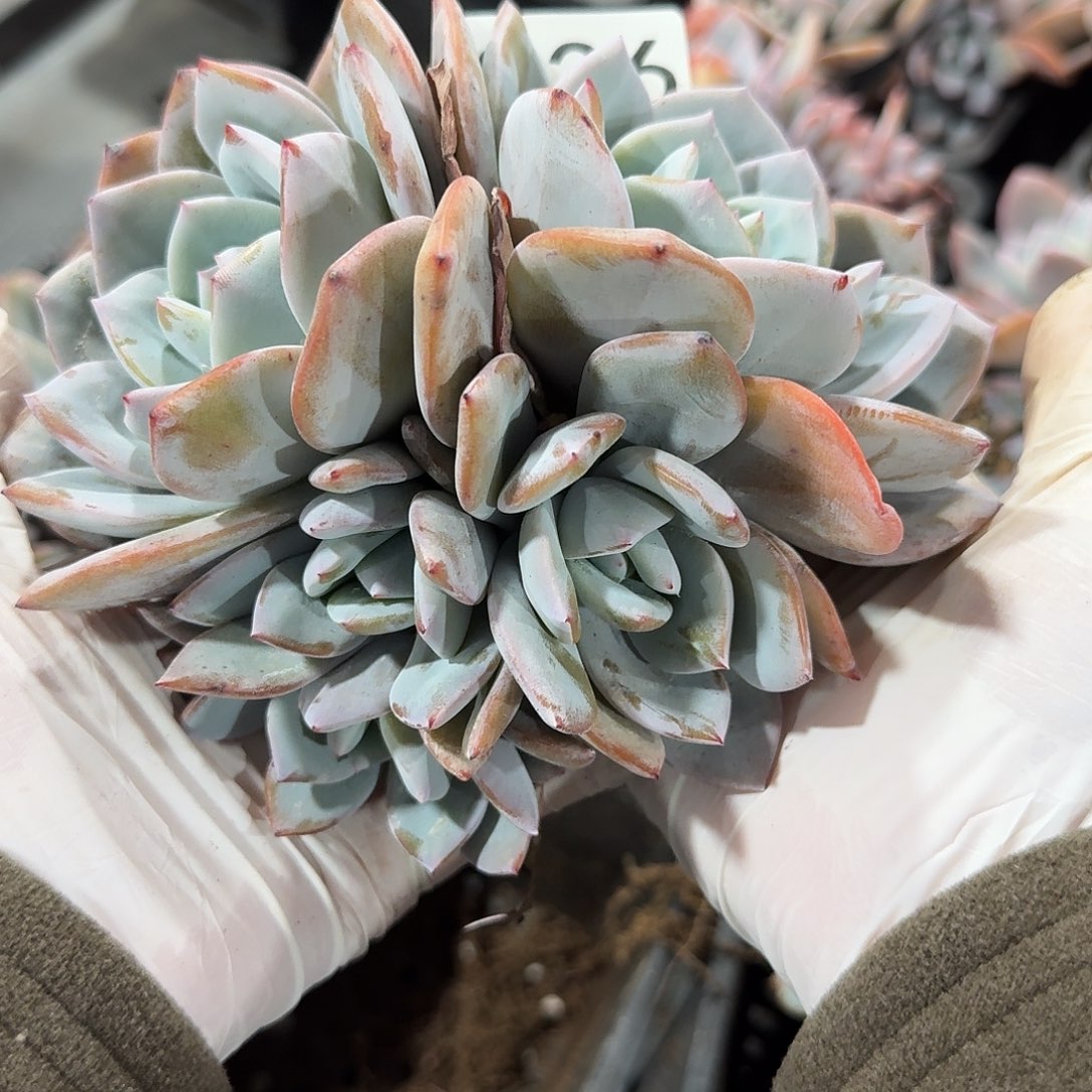 #936 。售后范围：签收起7天内