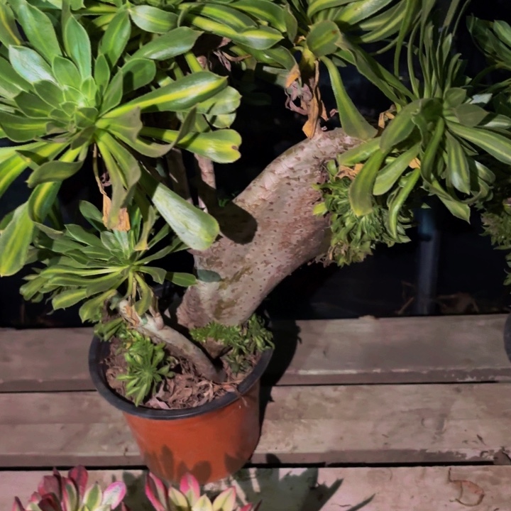 289夕颜多肉植物不售后中班