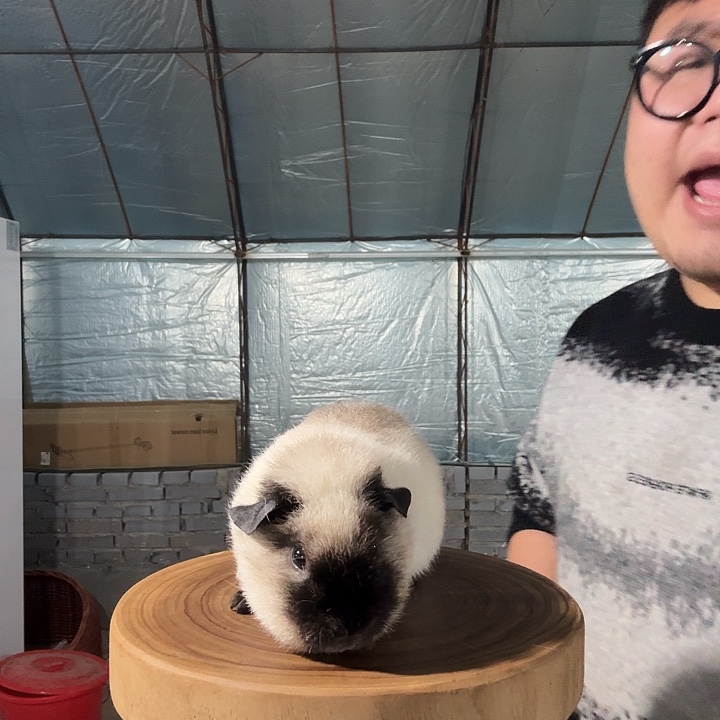 荷兰猪白泰加弟弟